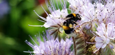 Bee on the Flowers