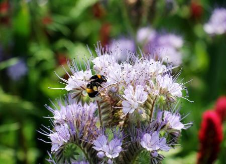 Bee on the Flowers