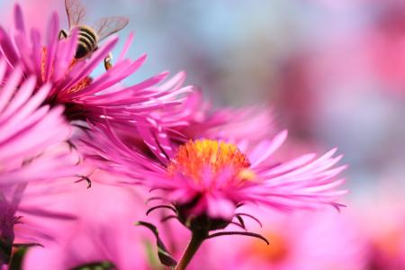 Bee on the Flowers