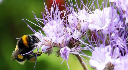 Bee on the Flowers