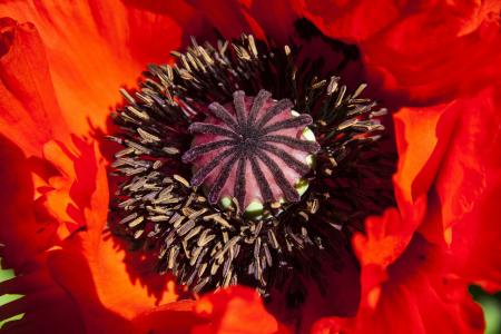 Bee on the Poppy