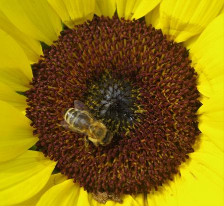 Bee on the Sunflower