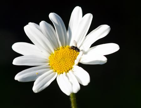 Bee on the White Flower