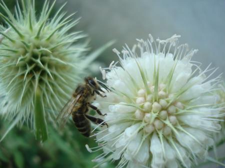 Bee on wild flowers
