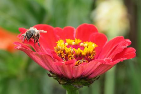 Bee Pollinating