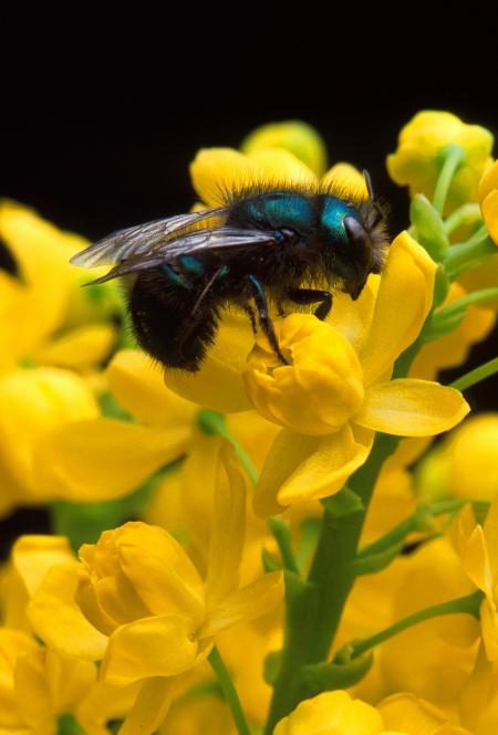 Bee Pollinating