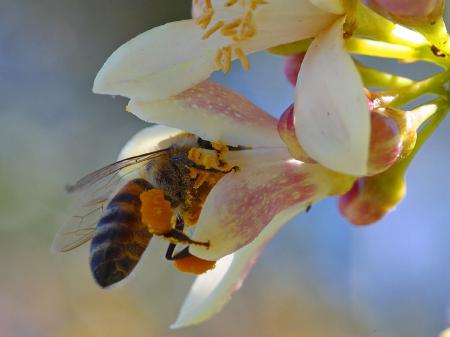 Bee Pollinating