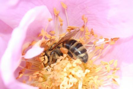 Bee Pollinating