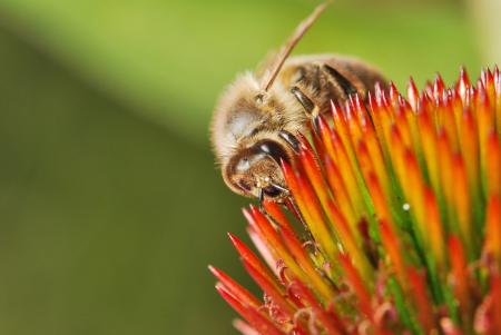 Bee Pollinating