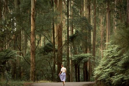 Beech Forest