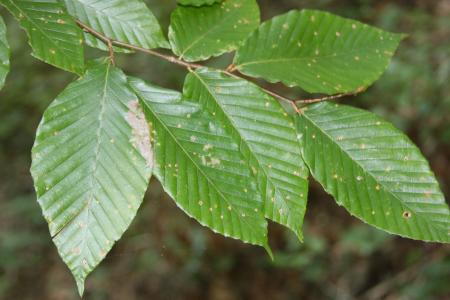 Beech Leaves