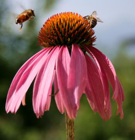 Bees in the Garden