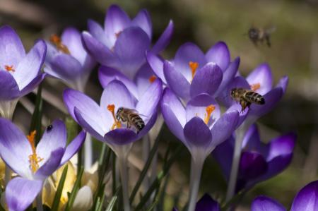 Bees on Crocus