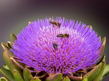 Bees on the Flower