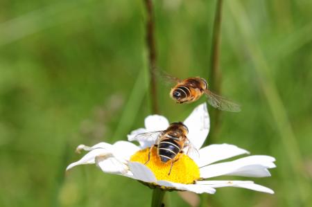 Bees on the Flower