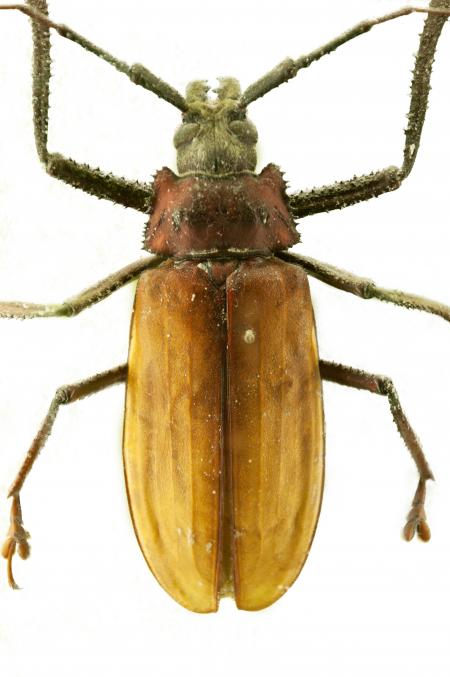 beetle isolated on white