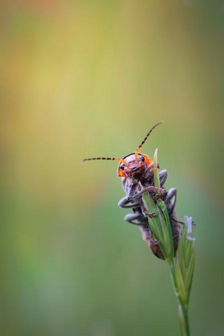 Beetle on the Plant