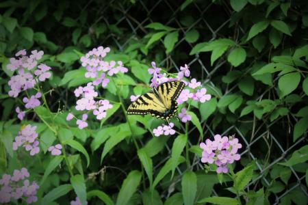 Beige and Black Butterfly on Purple Flower during Daytime