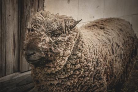 Beige Lamb Standing Beside Gray Wooden Wall