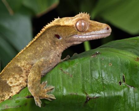 Beige Lizard on Green Leaf during Daytime