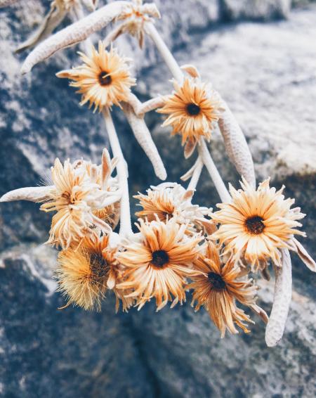 Beige Petaled Flowers