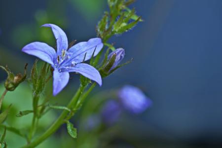 Bell Flower