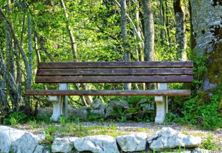 Bench in Park