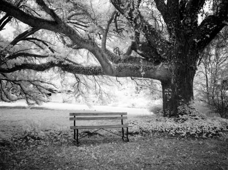 Bench in the Garden