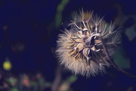 Bended White Petaled Flower