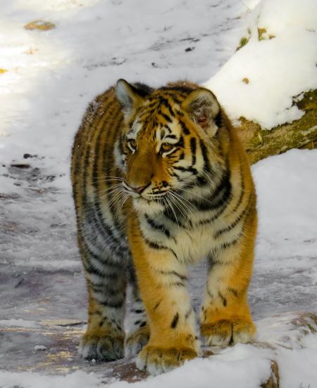 Bengal Tiger