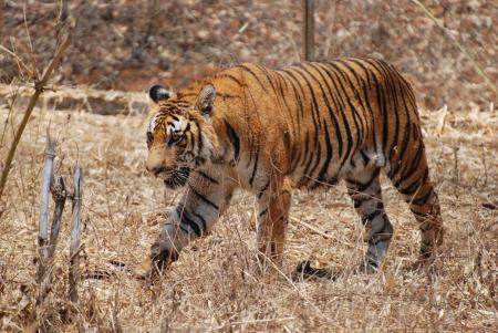 Bengal Tiger