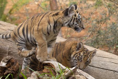 Bengal Tiger