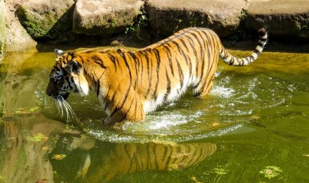 Bengal Tiger