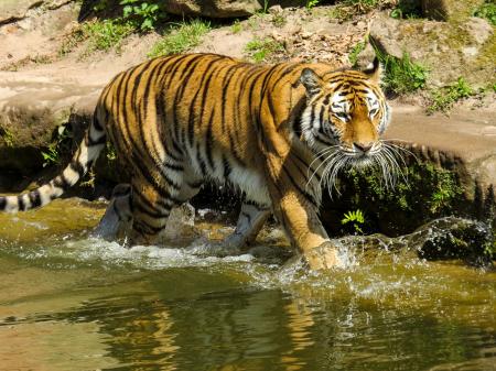 Bengal Tiger