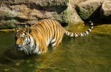 Bengal Tiger