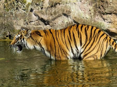 Bengal Tiger