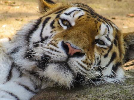 Bengal Tiger