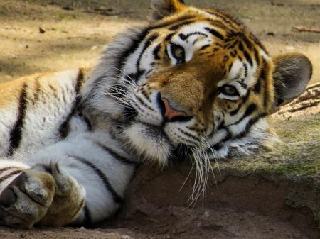 Bengal Tiger