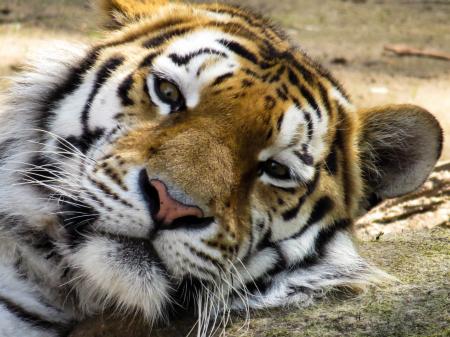 Bengal Tiger