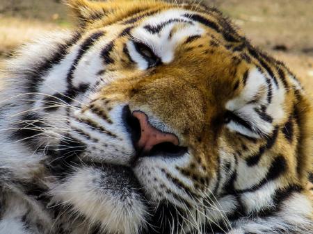 Bengal Tiger