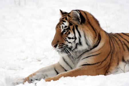 Bengal Tiger