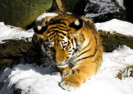 Bengal Tiger