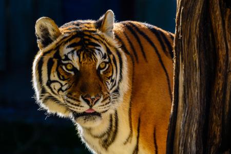 Bengal Tiger Portrait