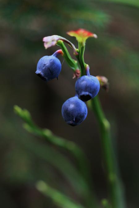 Berries