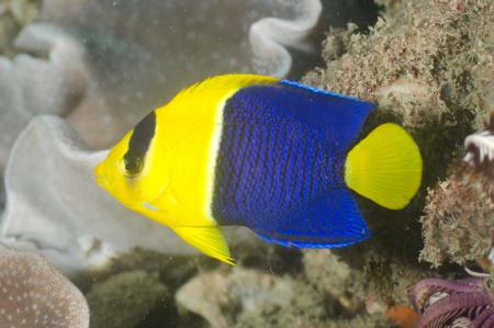 Bicolor Angelfish