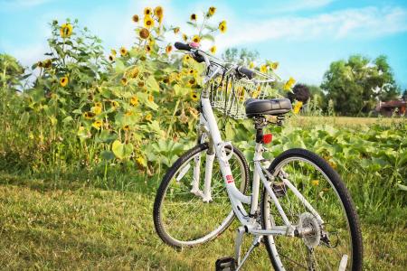 Bicycle in the Field