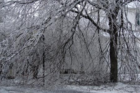 Big Icy Tree
