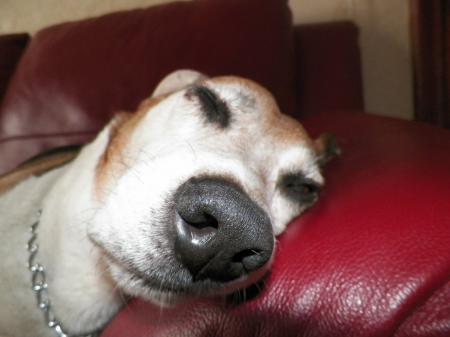 Big Nose sleeping dog