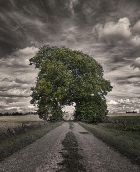 Big Oak Tree in a Rice Field Greyscale Photography