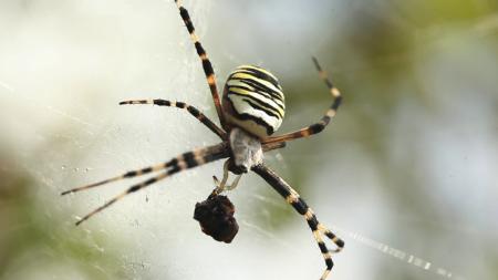 Spider Closeup